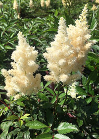 Astilbe x arendsii 'White Gloria'